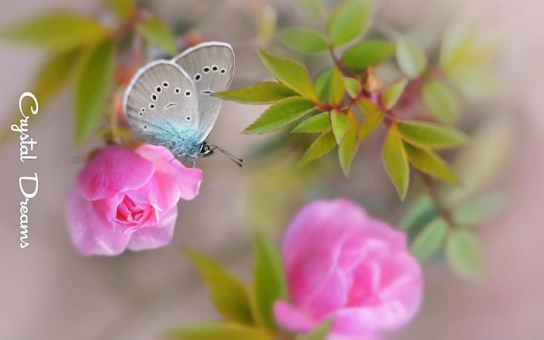 бабочка на розе