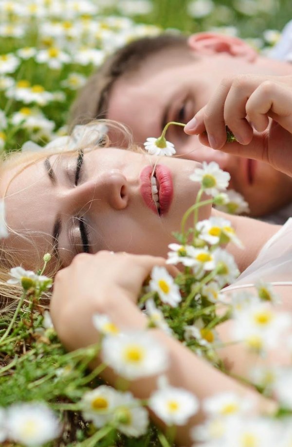 ромашковое поле