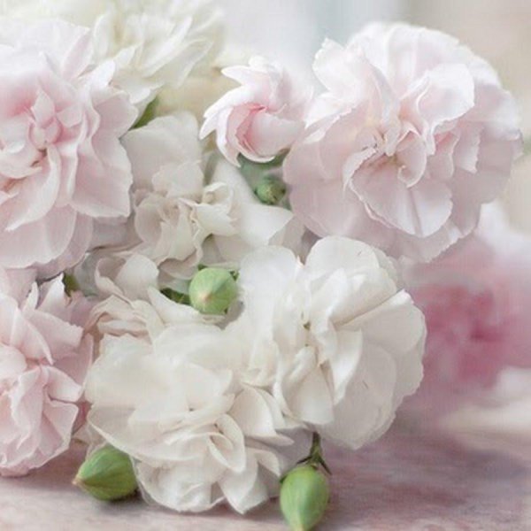 нежные букеты цветов