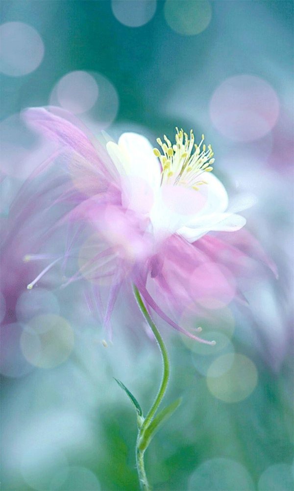 цветок красивый