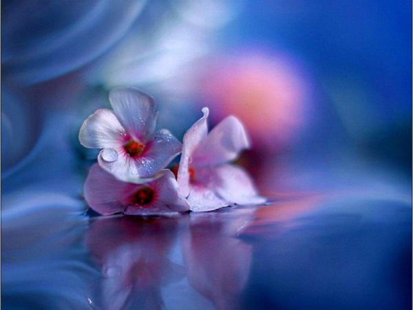 капелька нежности