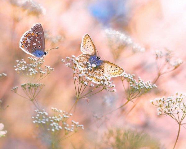 голубянка бабочка