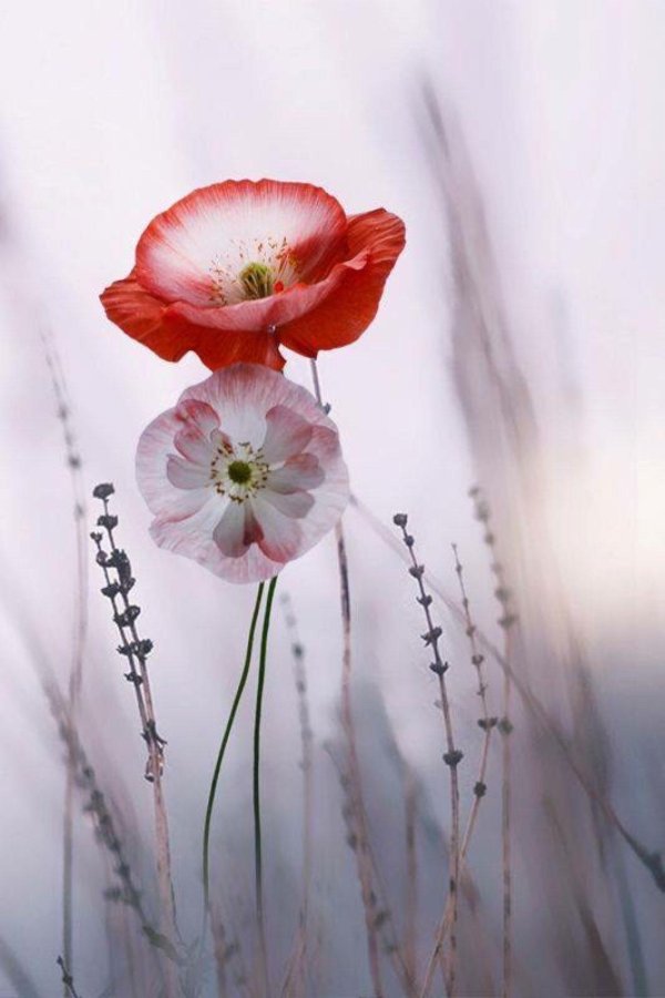 цветки мака