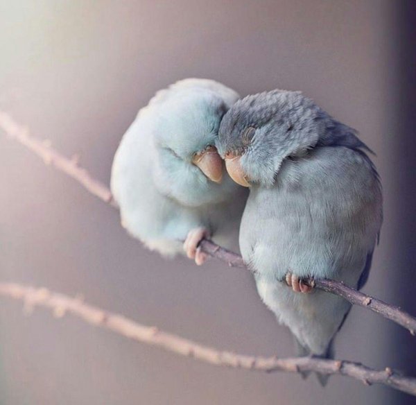 милые попугайчики