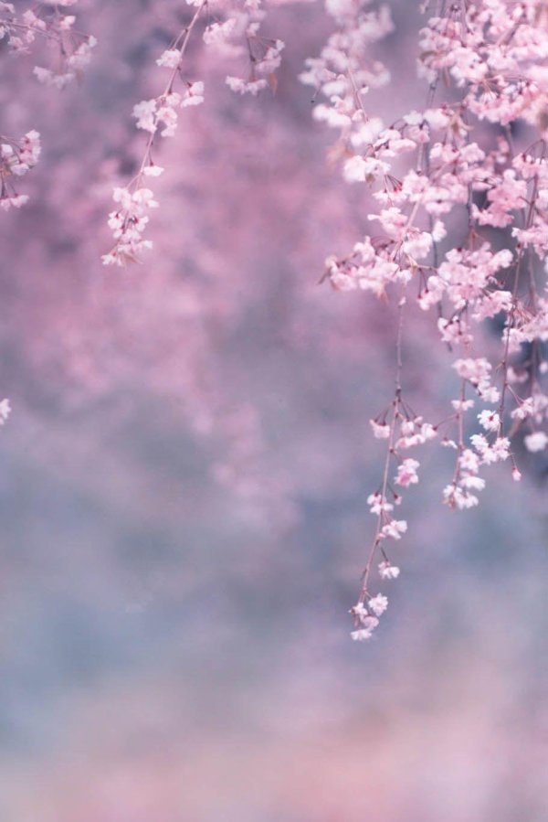 сакура размытая