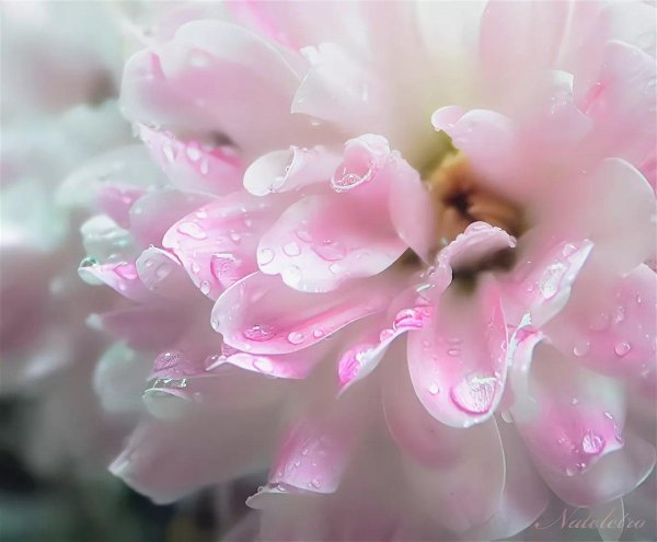 нежный цветок