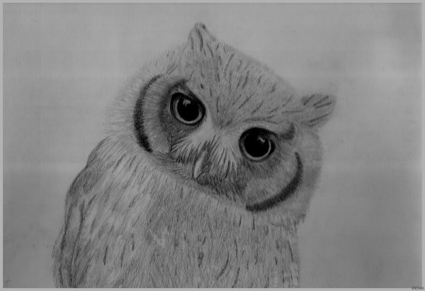 рисование совы карандашом