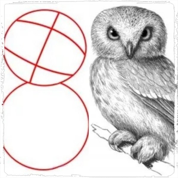 рисунок совы карандашом для детей