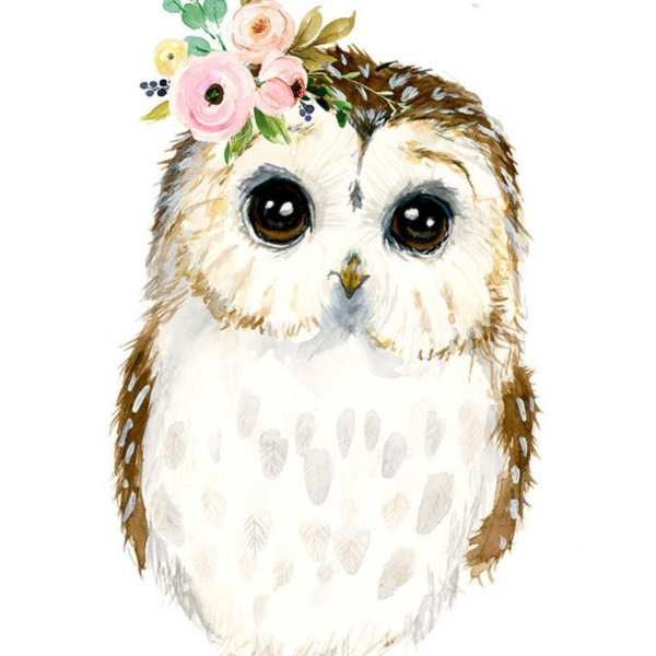 милые совушки