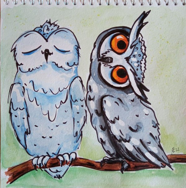 две совушки