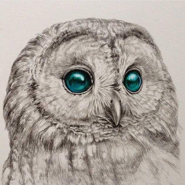 красивые рисунки совы