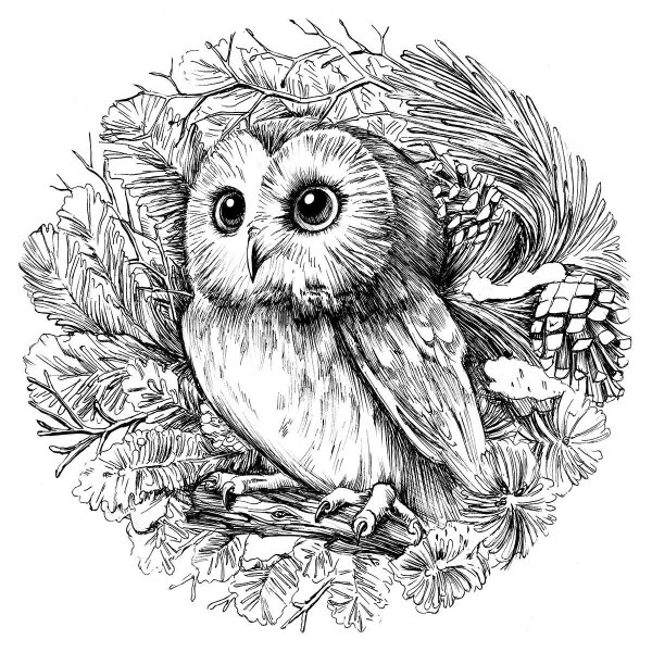 сова эскиз