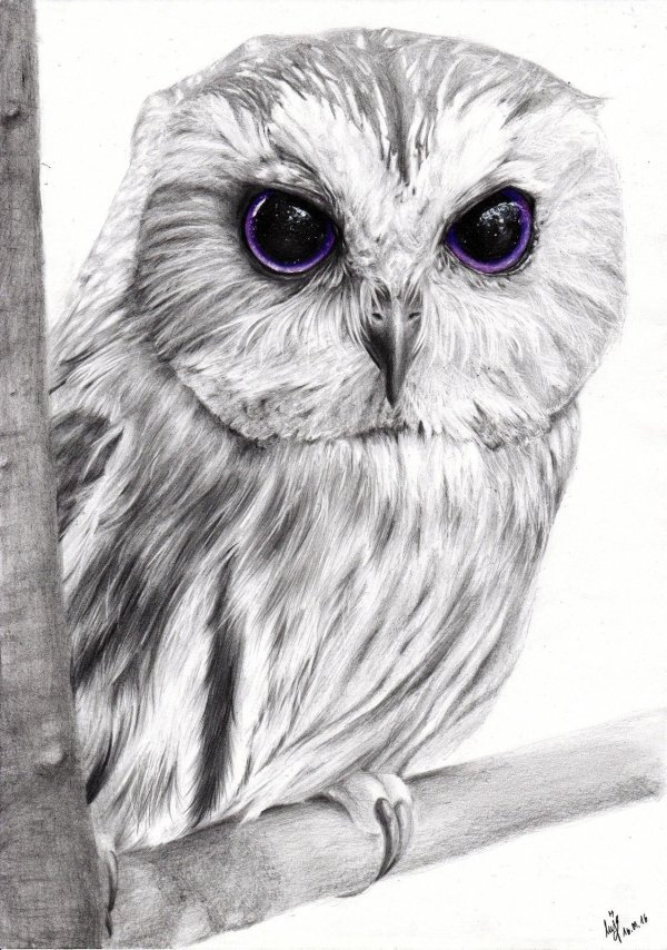 рисунок совы для срисовки