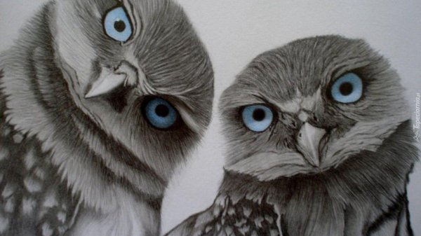 глаза совы рисунок