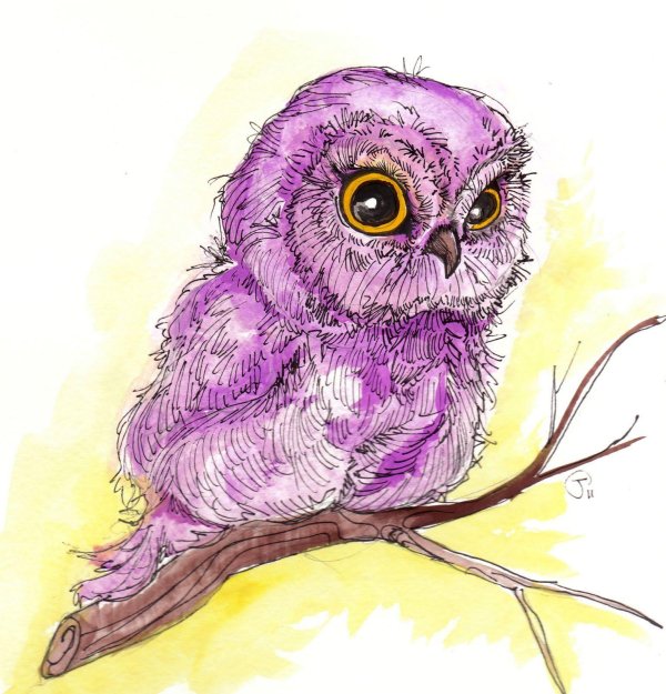 совушки акварелью