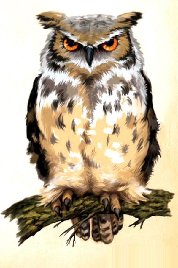 филин рисунок