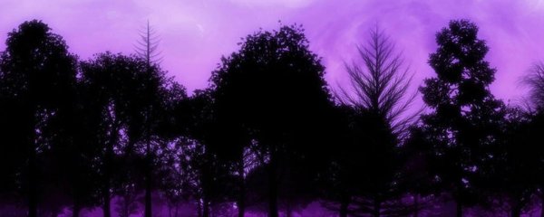 сиреневый лес