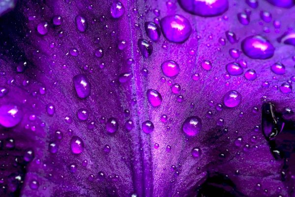 фиолетовые капли