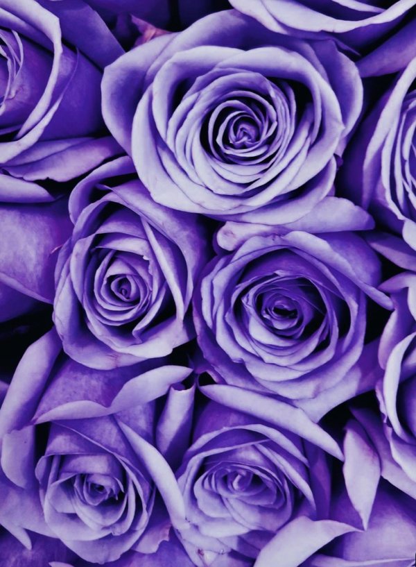 сиреневые цвета