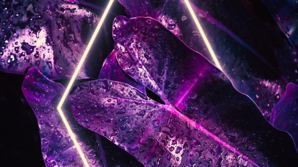 сиреневые обои