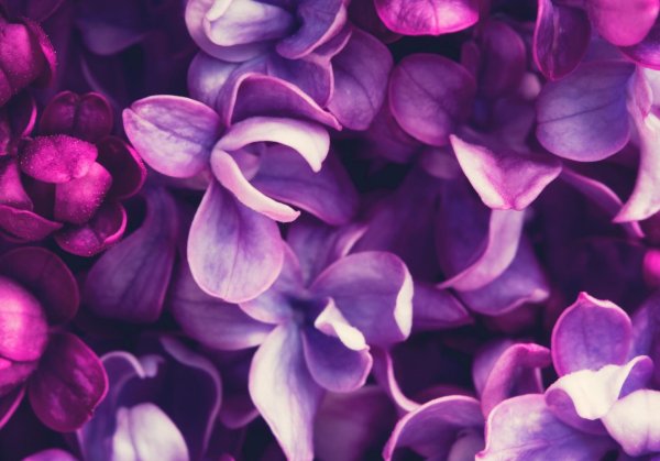 цветы на фиолетовом фоне
