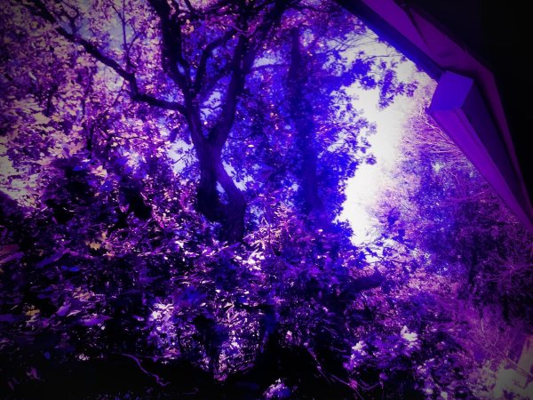 фиолетовые тона