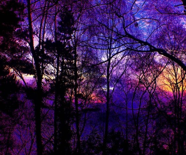 лиловый лес