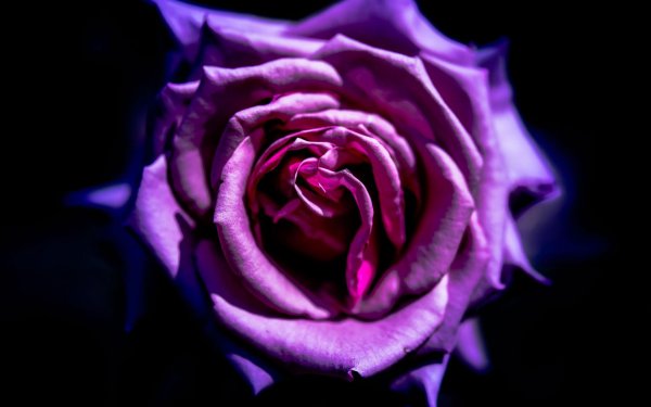 роза лиловая