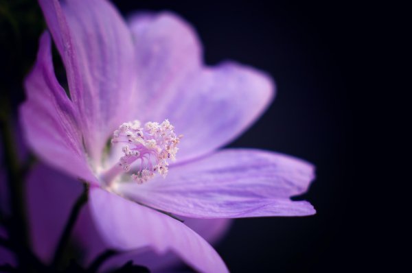 мальва мускусная просвирник