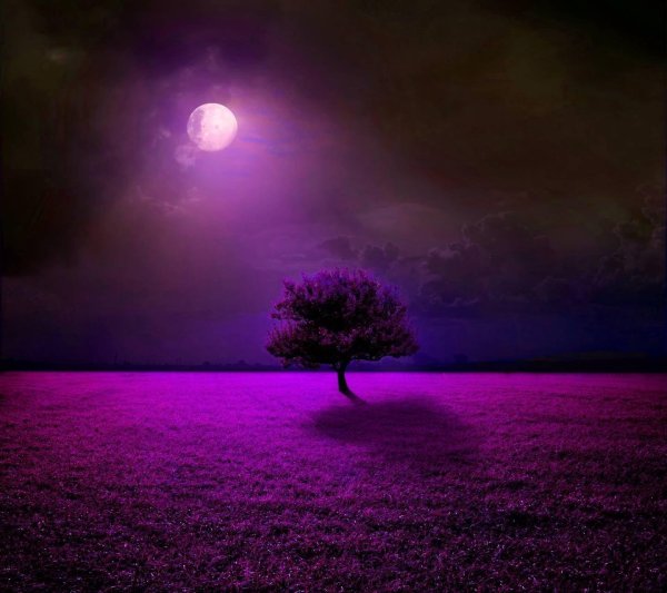 фиолетовая ночь