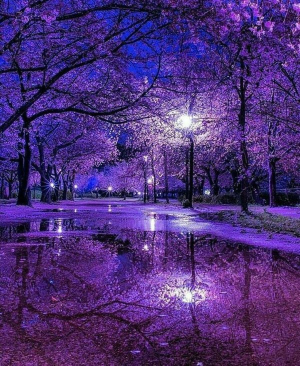 фиолетовые пейзажи