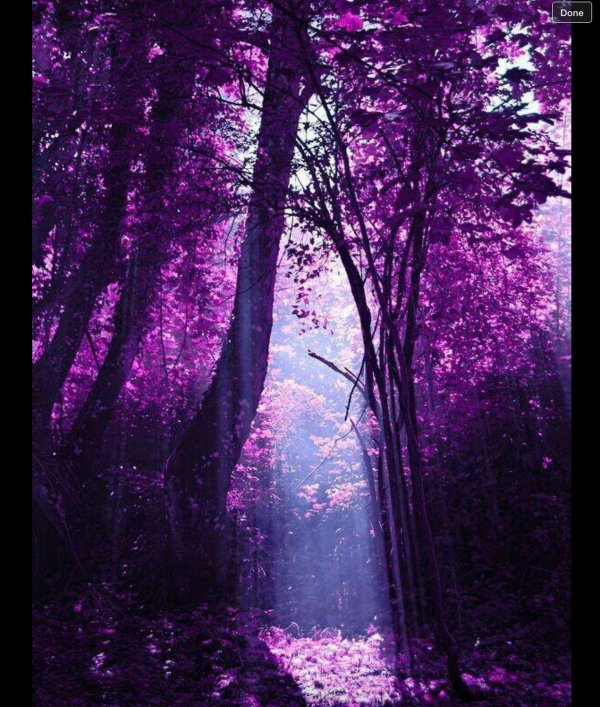 лиловый лес