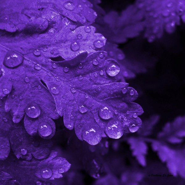 фиолетовые капли