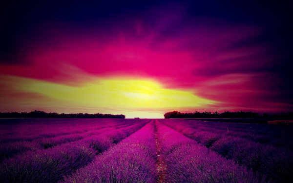 франция лавандовые поля