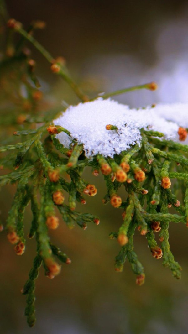 первый снег
