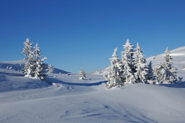 в зимнем лесу