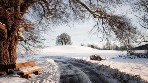 зимнее дерево