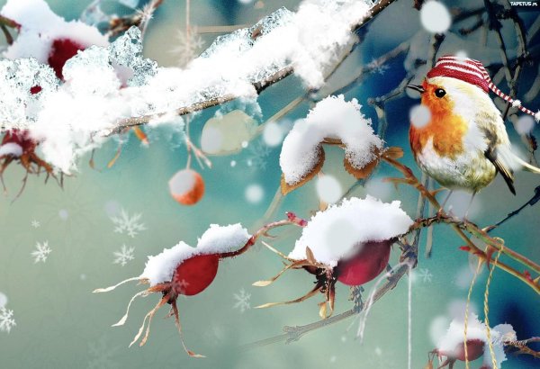 птичка зимой