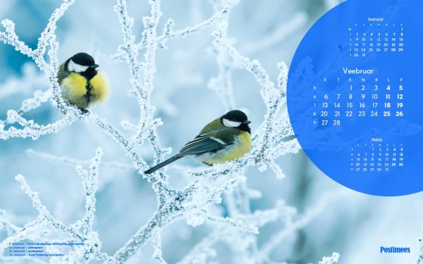 зимующие птицы синица