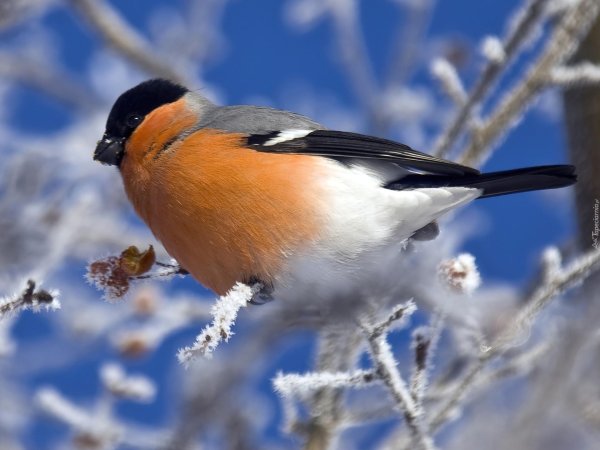 снегирь обыкновенный pyrrhula pyrrhula