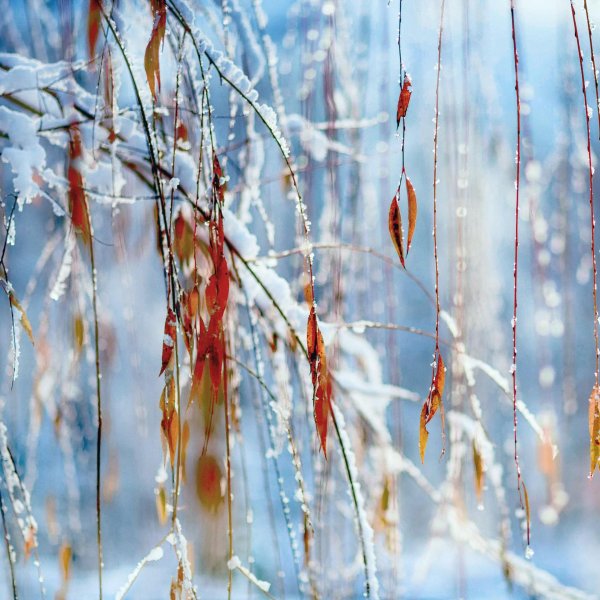 весенняя капель