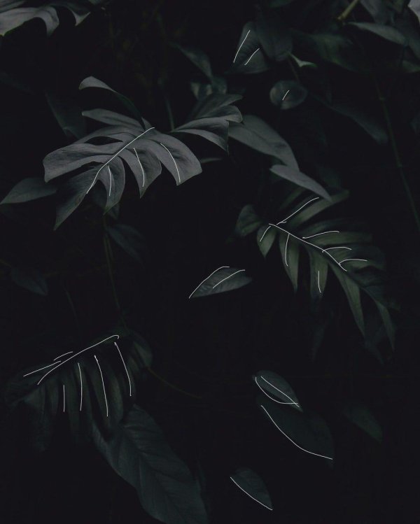 монстера тениус