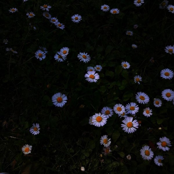 ночные ромашки