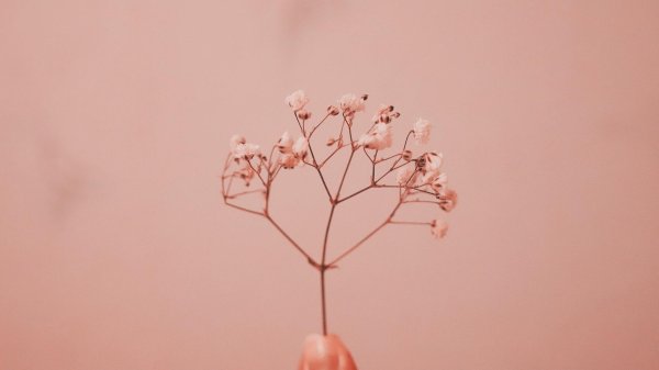 эстетические обои