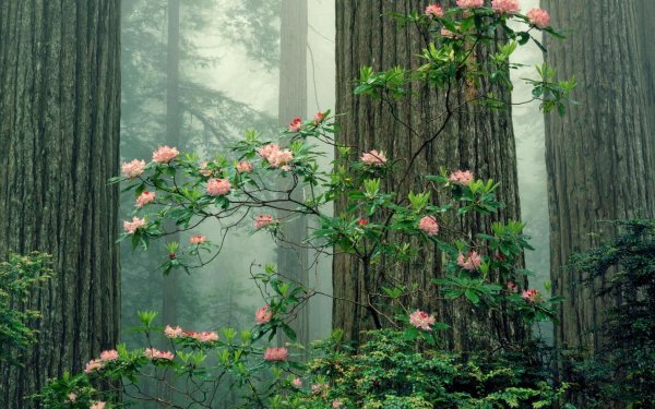 california rhododendron