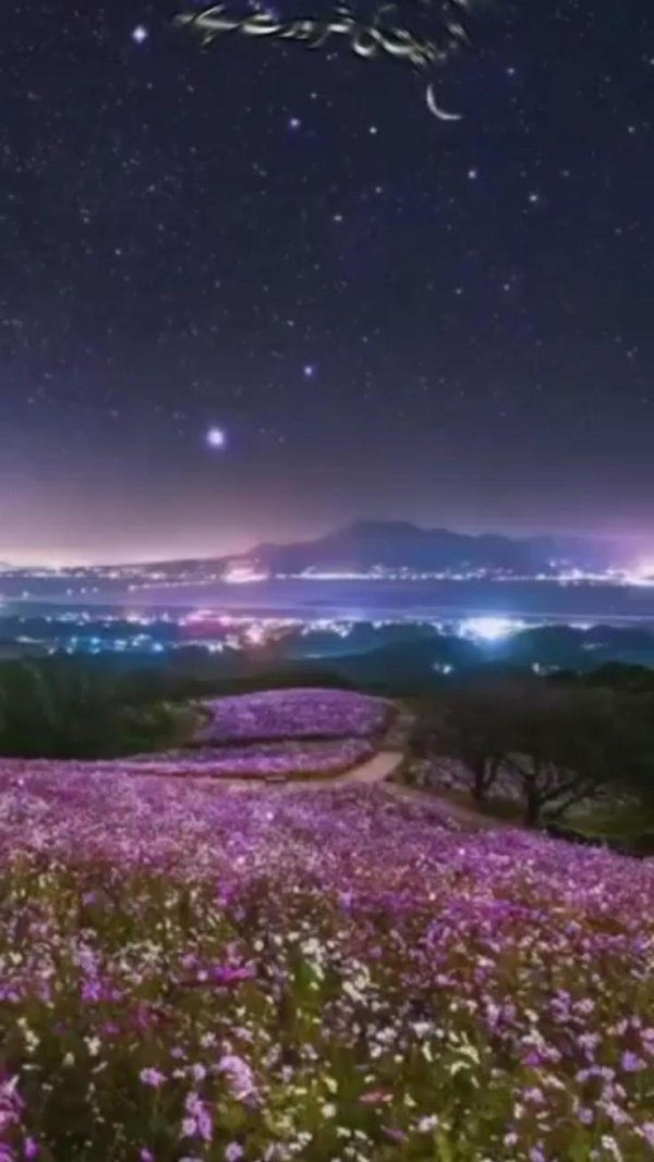 летней ночи