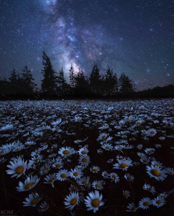 ромашки ночью