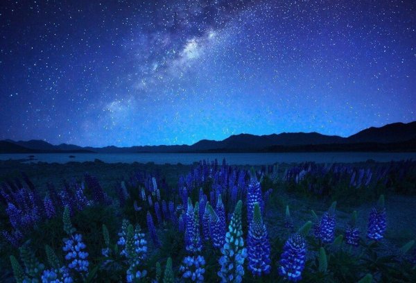 ночное поле