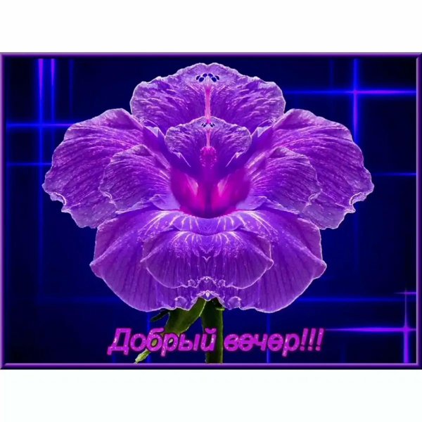 фиолетовые цветки