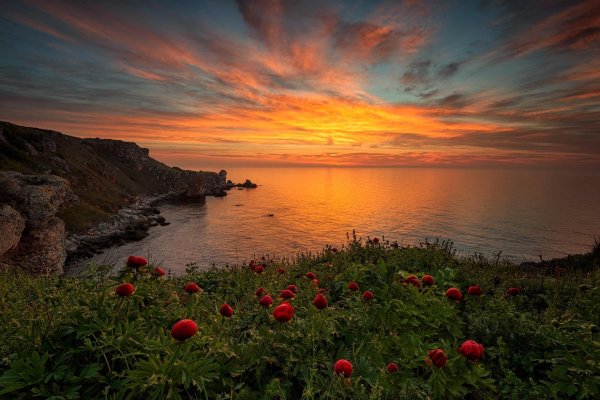 маковые поля мыс фиолент